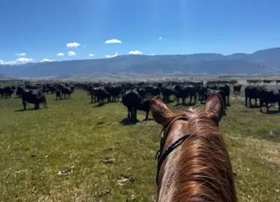 Diamond Investment Ranch