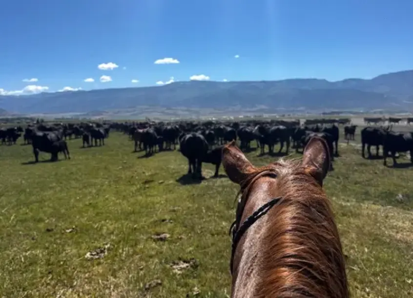Diamond Investment Ranch-6