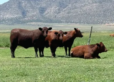 Diamond Investment Ranch